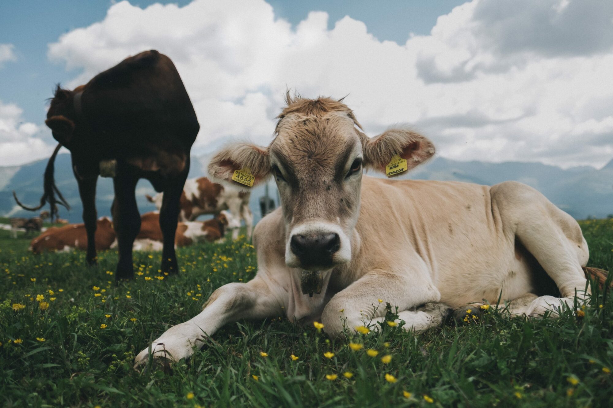 cattle lying on grass