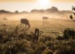 silhouette of horse on grass field during daytime