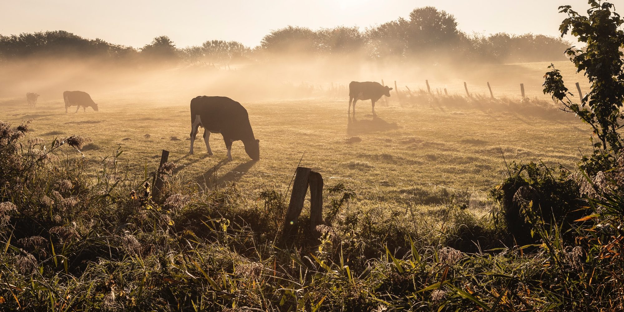 silhouette of horse on grass field during daytime