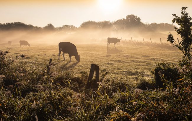 silhouette of horse on grass field during daytime