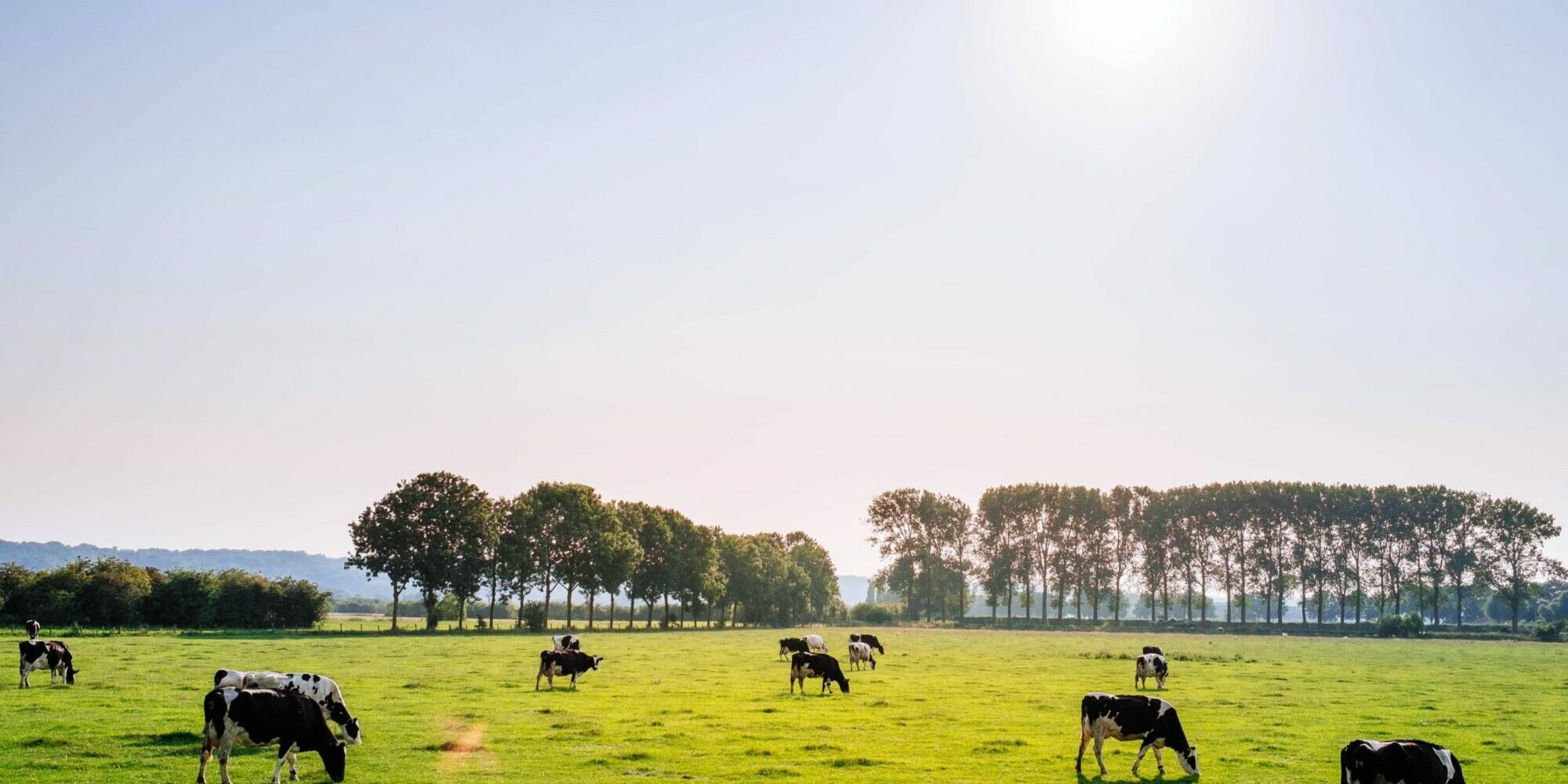 herd of dairy cattles on field