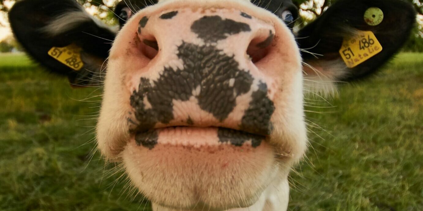 white and black cow