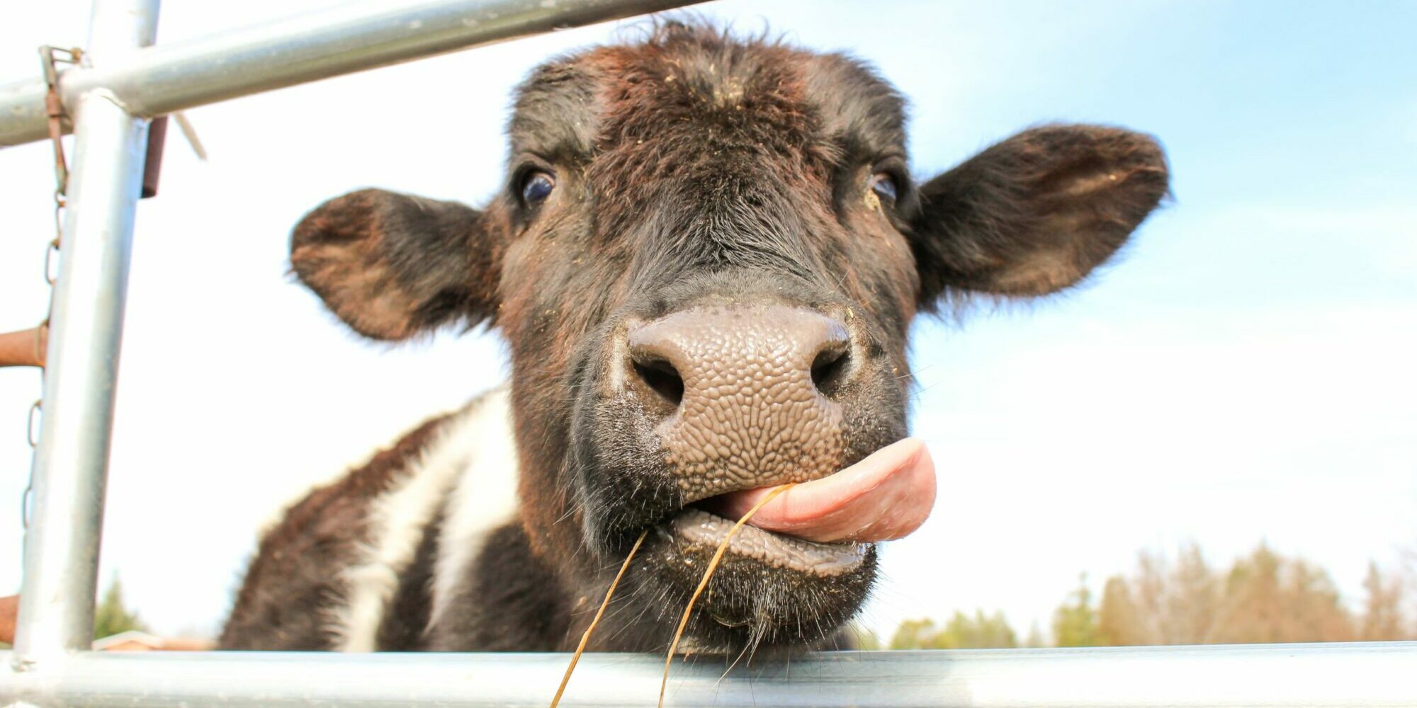 brown cow in a cage during daytime