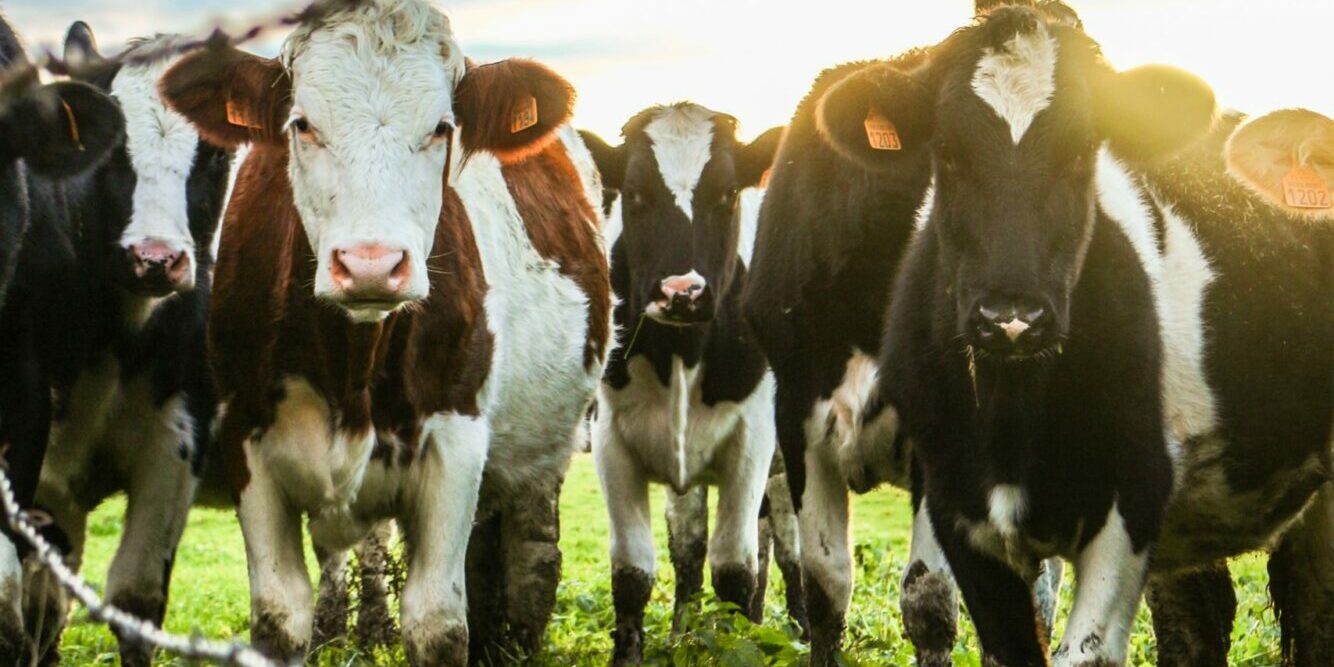 tilt-shift photography of cattle lot