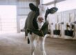white and black cow