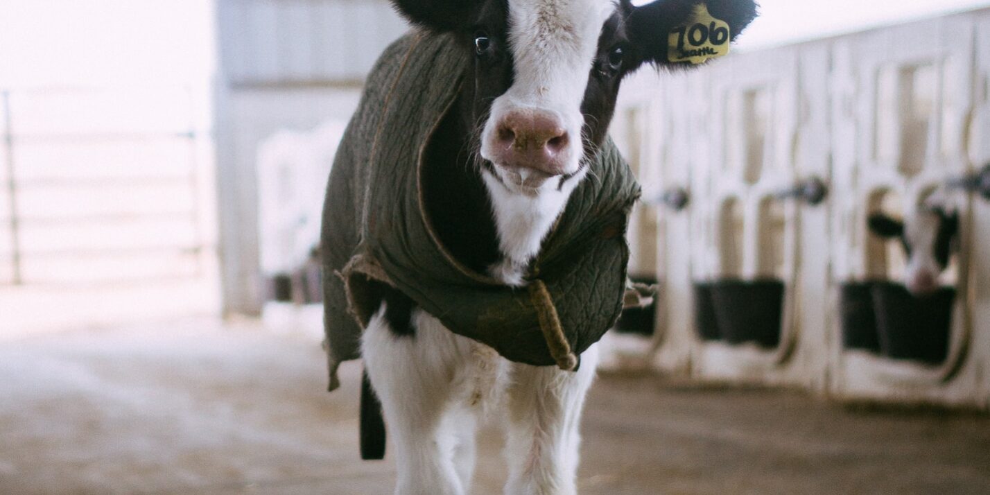 white and black cow