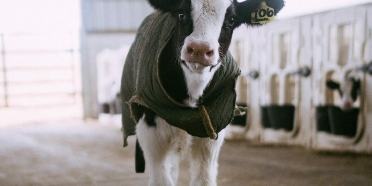 white and black cow