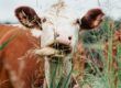 white and brown cow on green grass during daytime