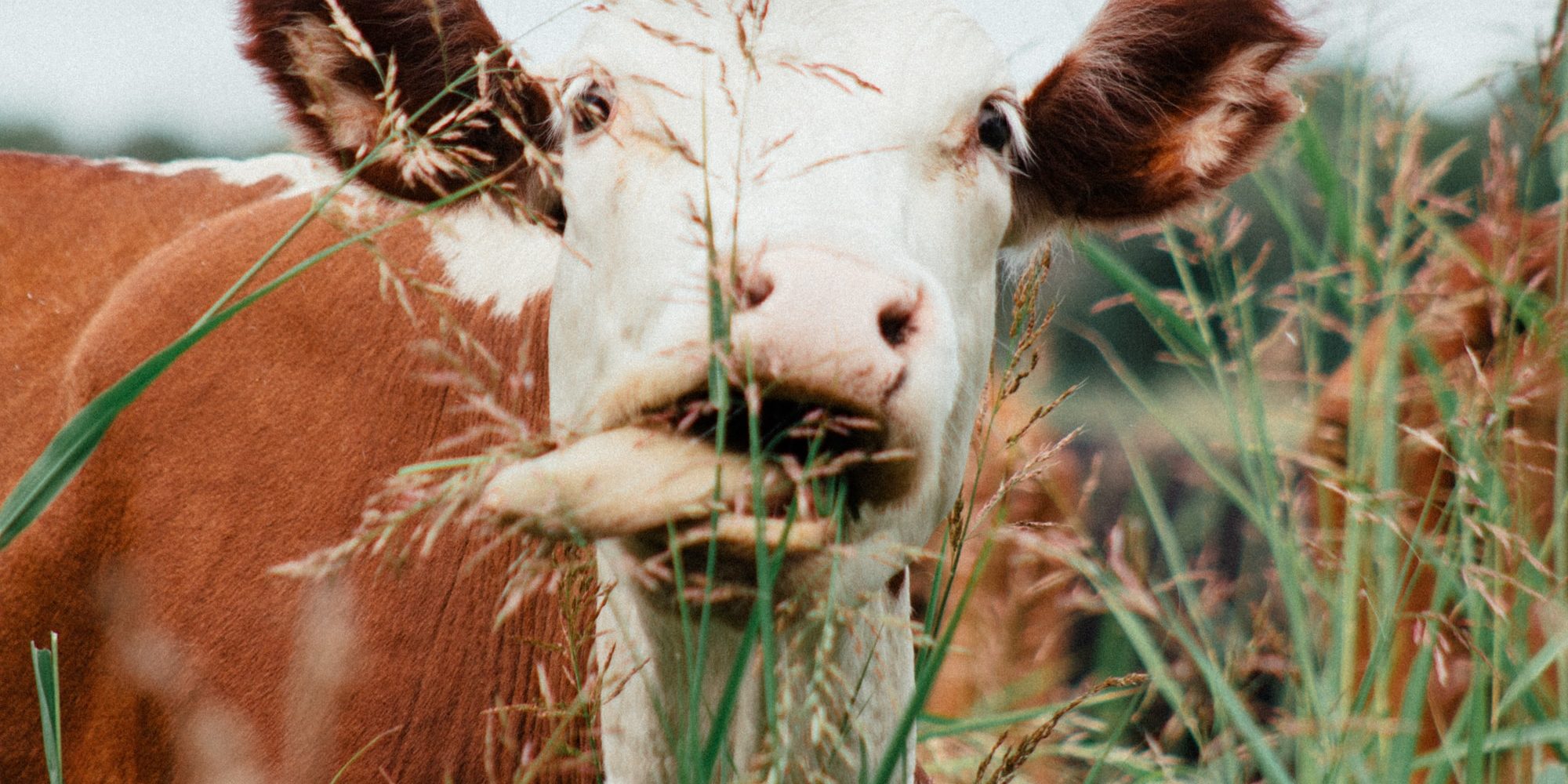 white and brown cow on green grass during daytime