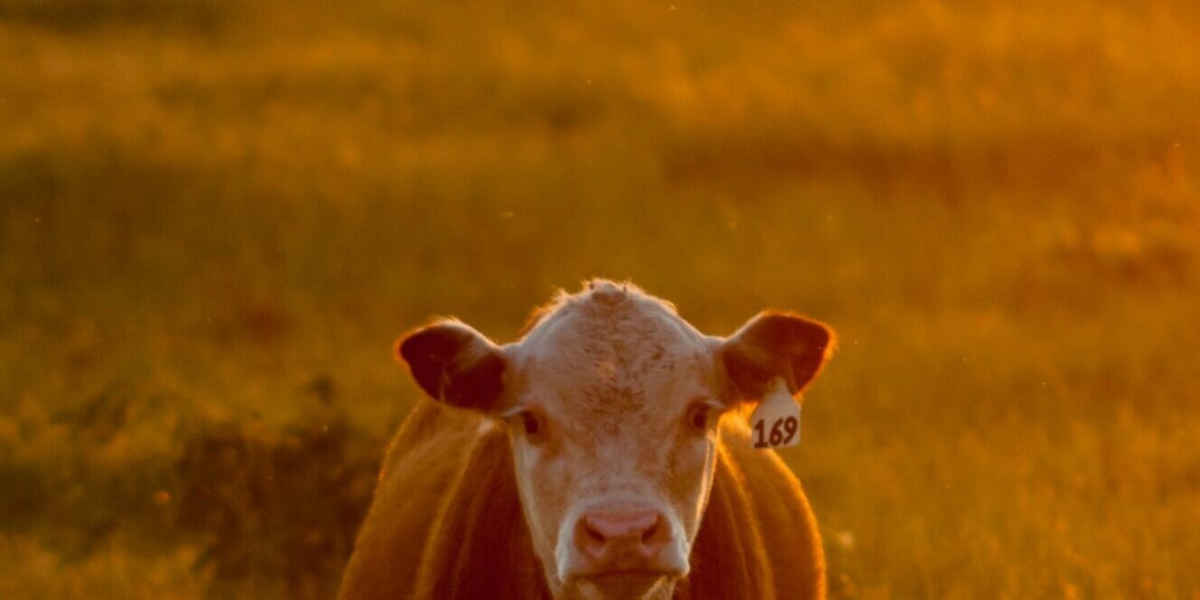 brown cow on brown grass field during daytime