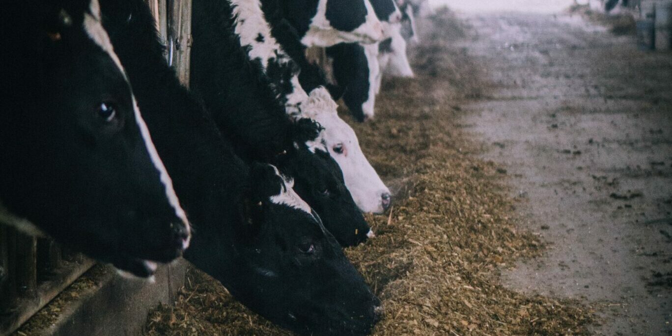 herd of cows inside building