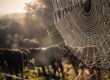 spider web