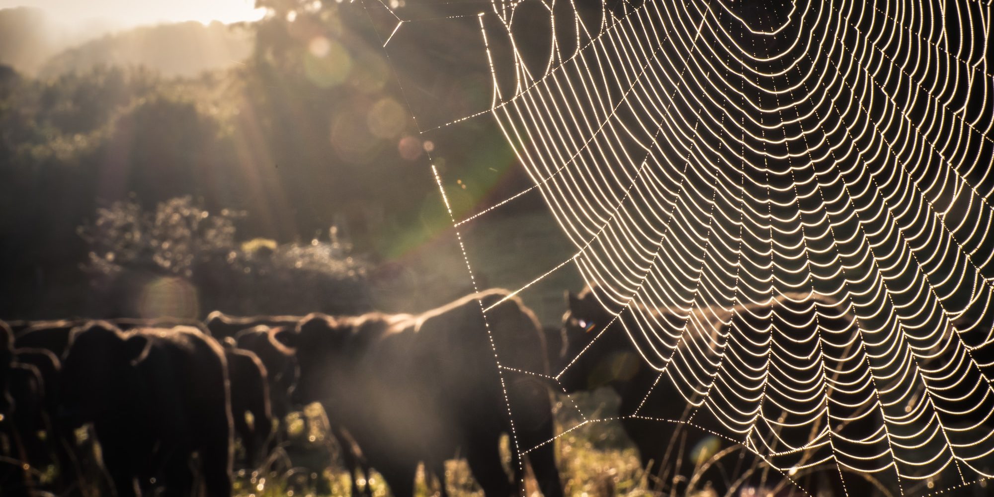 spider web