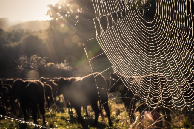 spider web