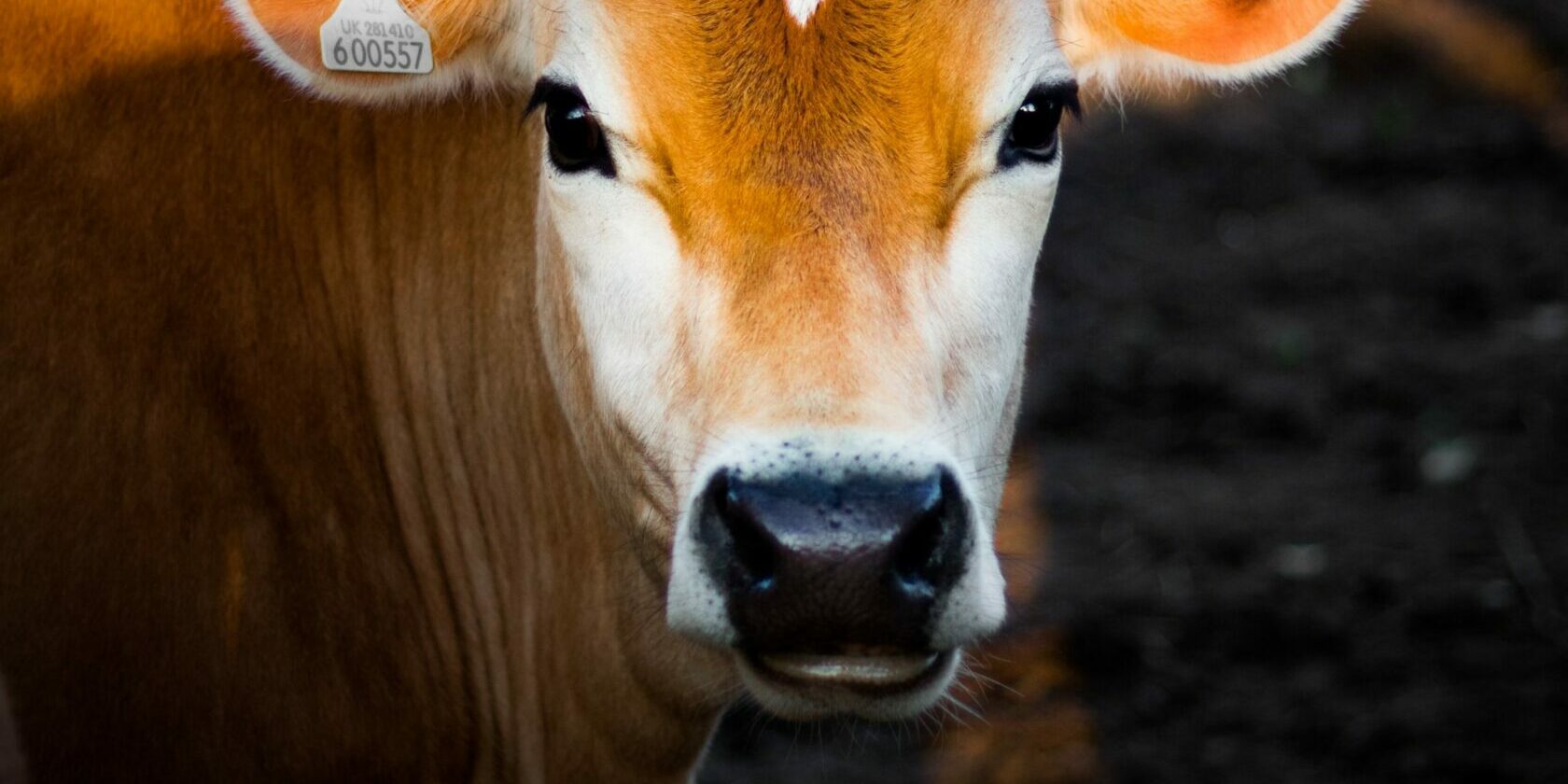 selective focus photography of brown cow