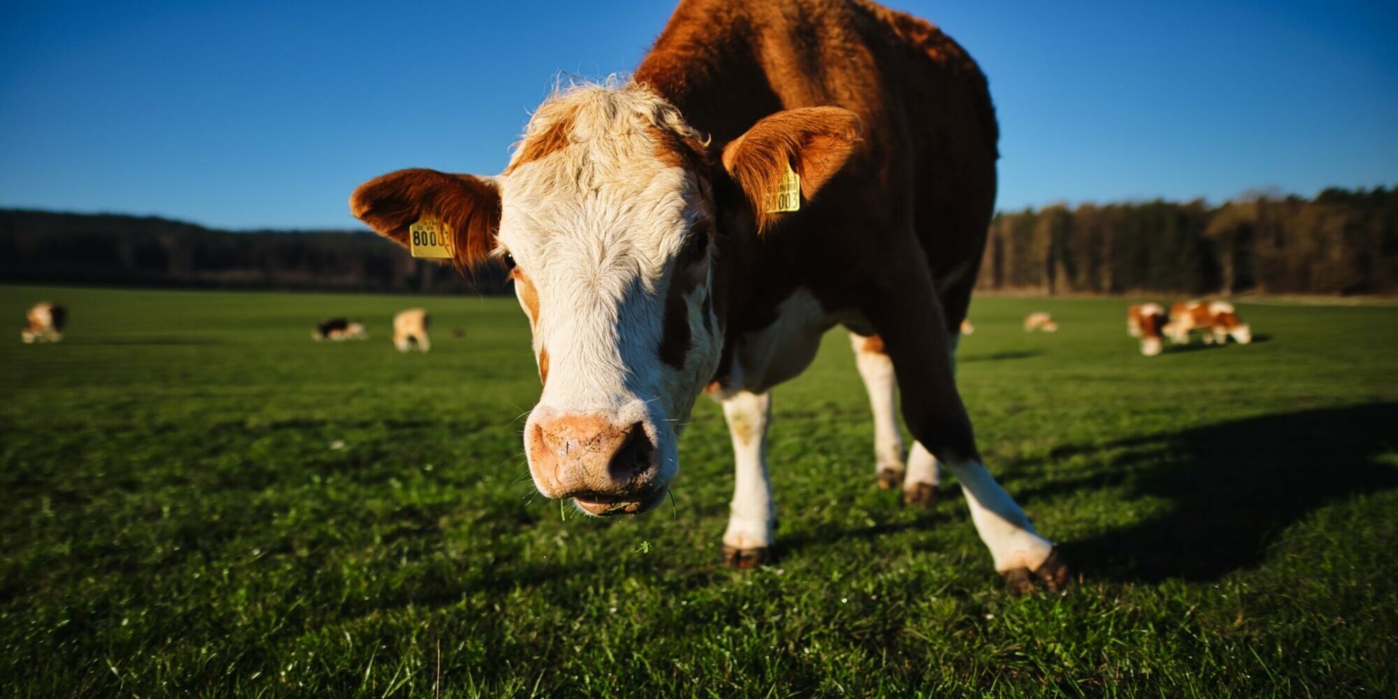 white and brown cow on green grass field during daytime