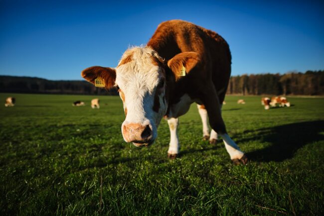 white and brown cow on green grass field during daytime