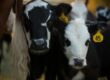 two white and black calves during daytime