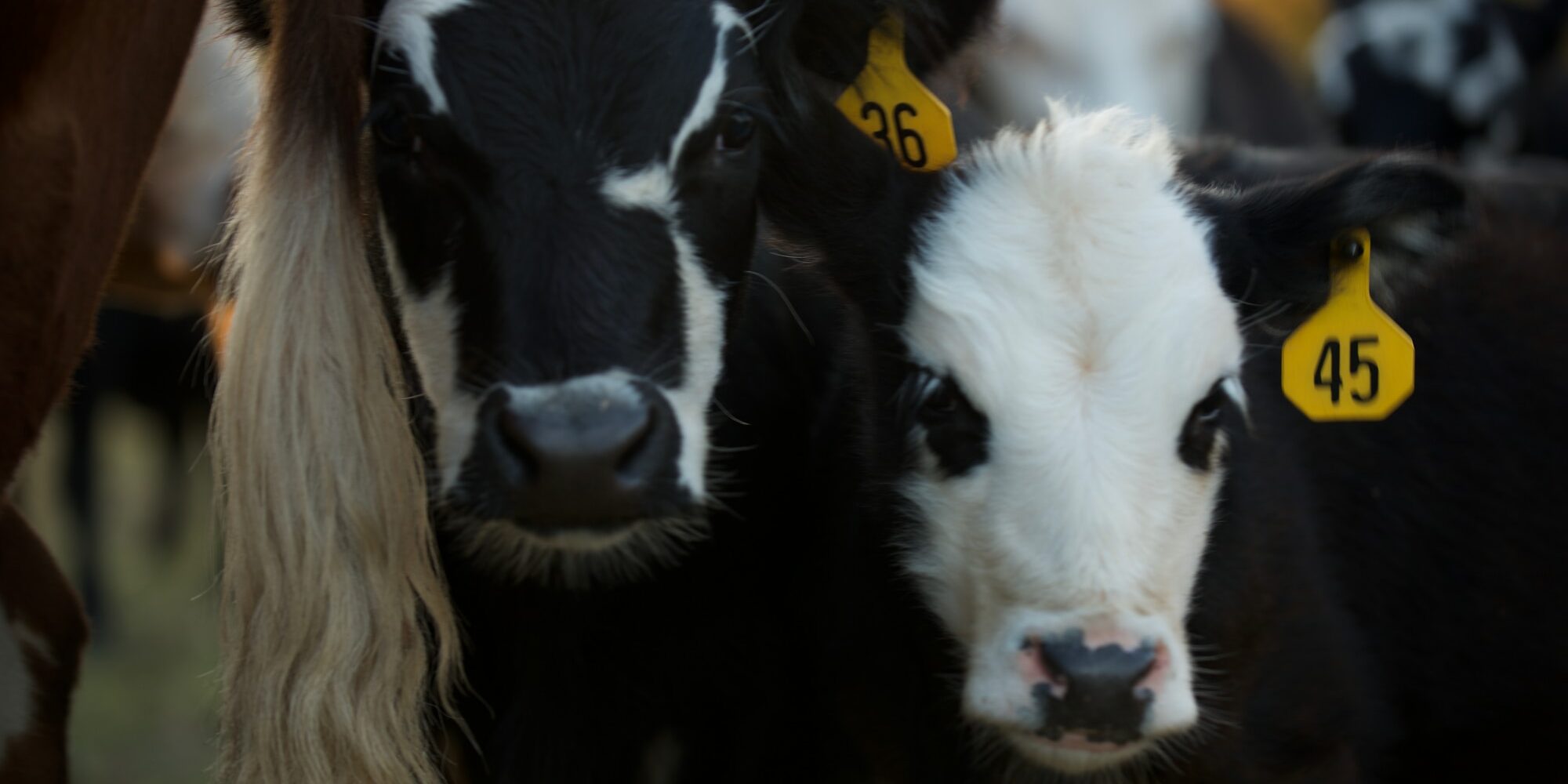 two white and black calves during daytime