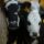 two white and black calves during daytime