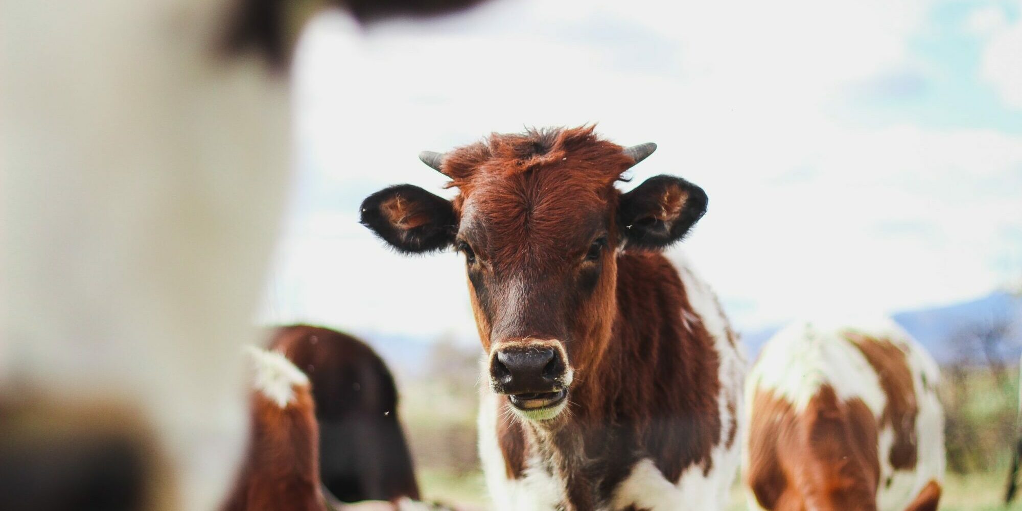 herd of brown-and-white cows