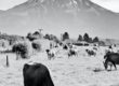 gray scale photo of cattle