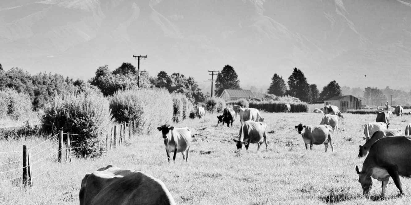 gray scale photo of cattle