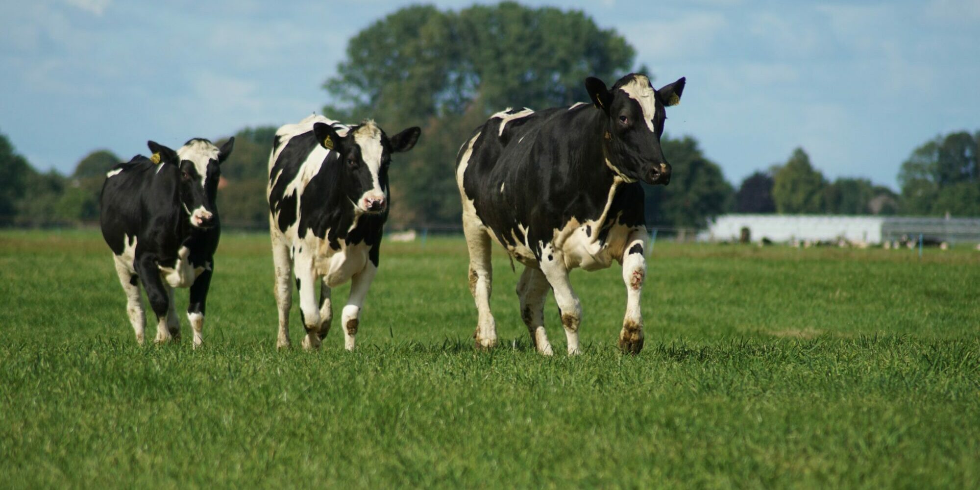 three black and white cows walking along a grass field