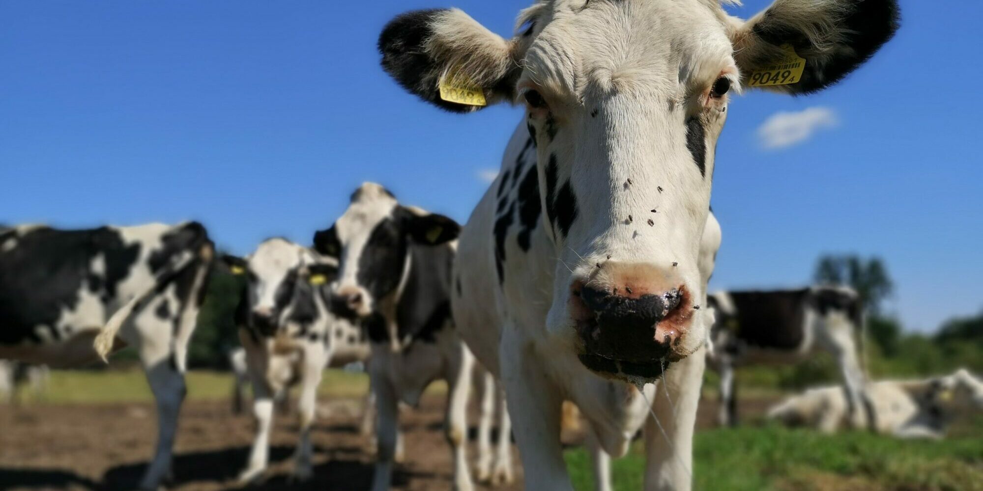 white cow on green grass field during daytime